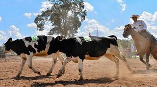 <p>Rodeo-Veranstaltungen wie aktuell in Obrigheim polarisieren. Tierschützer und Rodeo-Betreiber können kaum noch in einen sinnvollen Dialog miteinander treten.</p>