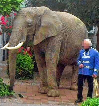 <p>Zirkuselefant "Baby" tötete in Buchen einen Spaziergänger.</p>