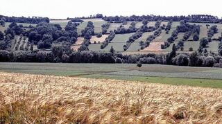 <p>Die Steinriegellandschaft zwischen Weikersheim und Elpersheim.</p>