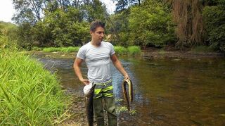 <p>Dominik Fischer holt am Ende August bei Kirchberg tote Fische aus der Jagst. Nach einem Brand in einem Mühlenbetrieb in Kirchberg war verunreinigtes Löschwasser in die Jagst gespült worden. Das Löschwasser hat im Kreis Schwäbisch Hall ein großes Fischsterben ausgelöst.</p>