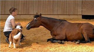 <p>Vertrauensarbeit: Wenn das Fluchttier Pferd entspannt liegen bleibt, dann ist das ein riesiges Geschenk für Mensch - und Tier.</p>