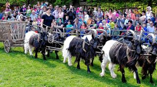 <p>Ein Leiterwagen, von Waliser Ziegen gezogen, das war früher das Gespann armer Bauern.</p>