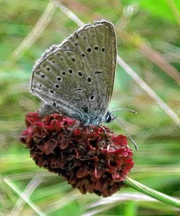 <p>Der europäisch geschützte Wiesenknopf-Ameisenbläuling saugt nur an den Blütenköpfen des Wiesenknopfes.</p>