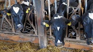 <p>Wie das Futter, so die Kühe: Hochwertiges Futter wirkt sich auf die Tiergesundheit und in der Folge auf die Qualität der Milch aus.</p>