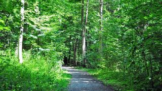 <p>Nicht nur einmal tief durchatmen: Die Waldluft tut so gut.</p>
