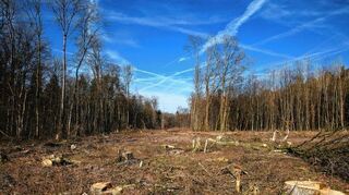 <p>Ungewohnte Kahlfläche: 4,5 Hektar Wald müssen für den neuen Bürgerwindpark südlich von Gerichtstetten gerodet werden.</p>