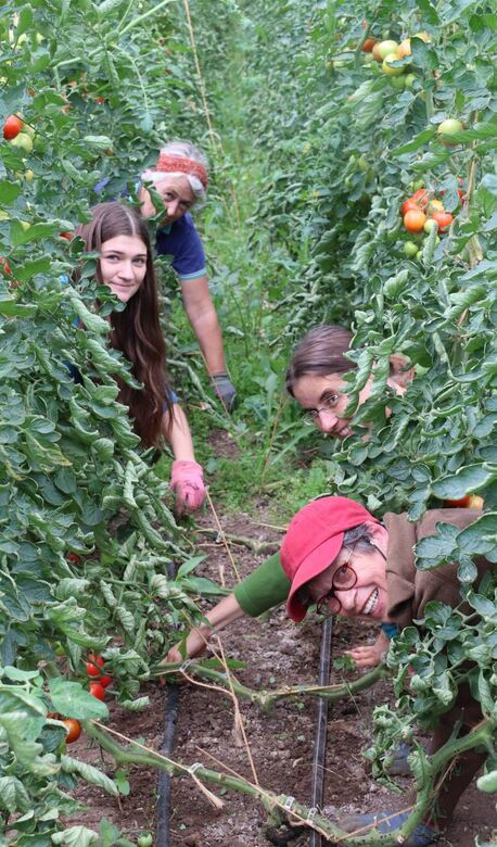 Die Eigenen Tomaten Ernten Mannheimer Morgen