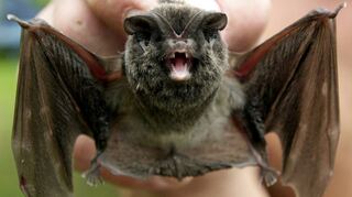 <p>Die streng geschützte europäische Mopsfledermaus fühlt sich im Bereich Kornberg/Dreimärker heimisch. Durch den Bau von Windkraftanlagen sehen Naturschutzverbände die dortige Population der seltenen Tiere bedroht.</p>