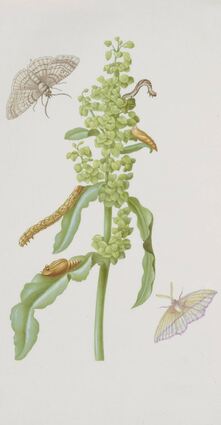 <p>Maria Sibylla Merian (1647-1717) malte hier "Grindwurz mit Spannern, Raupen und Puppen" (entstanden nach 1683).</p>