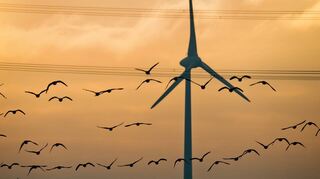 <p>Windkraft und der Schutz gefährdeter Tierarten sind oft nur schwer in Einklang zu bringen.</p>