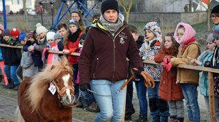Auch die Ponys machen im Ring eine gute Figur.