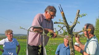 So kam der „Rote Mond“ ins Bauland: Erst mussten die Edelreiser der seltenen Apfelsorte aufgepfropft werden wie in der Aktion in Osterburken am vergangenen Freitag (links). An den im vergangenen Jahr veredelten Bäumen entwickeln sich jetzt die ersten roten Blättchen (Mitte), rechts ein aufgeschnittener Apfel der Sorte „Roter Mond“. Seit Donnerstag kann man an einigen der jungen Triebe Blüten entdecken.