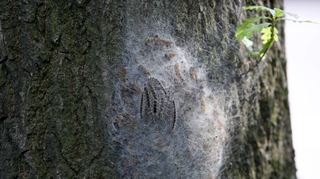 So sieht ein Nest des Eichenprozessionsspinners aus. Man sollte ihm nicht zu nahe kommen.