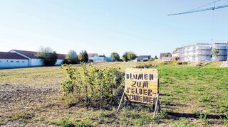 Wo bis jetzt nur Sonnenblumen und Zierpflanzen im Angebot sind, sollen ab 2019 bis zu 13 000 Artikel feilgeboten werden: In einer Baulücke zwischen dem bestehenden Netto-Markt und dem Altenheim in Blaufelden will Rewe eine neue Filiale bauen.