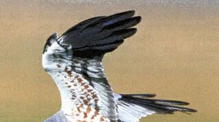 <p>Die seltene Wiesenweihe wird durch das Vogelschutzgebiet "Wiesenweihe Taubergrund" geschützt. Fast die ganze Markung von Waldmannshofen und Sechselbach ist Bestandteil des Schutzgebiets.</p>