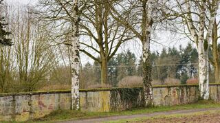 Die Birken am Friedhof in Höhefeld dürfen vorerst stehen bleiben, da bisher keine erkennbaren Schäden an der Mauer entstanden sind.
