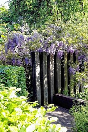 <p>Der Blauregen benötigt eine stabile Kletterhilfe und kann dann im Garten oder am Haus vielseitig verwendet werden.</p>