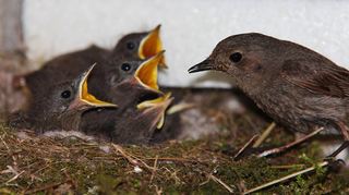 Nicht nur der Nachwuchs im Nest – wie diese Rotschwänzchen bei der Fütterung –, sondern auch außerhalb wird von den Altvögeln versorgt.
