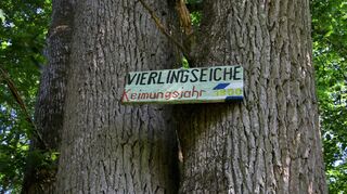 Ein kleines Hinweisschild datiert die Eiche auf das Jahr 1800. Forstamtsleiter Karlheinz Mechler vermutet, dass die Zeitangabe zwar eine Schätzung ist, hält es aber für durchaus möglich, dass der Baum ein stattliches Alter von gut über 200 Jahren hat.
