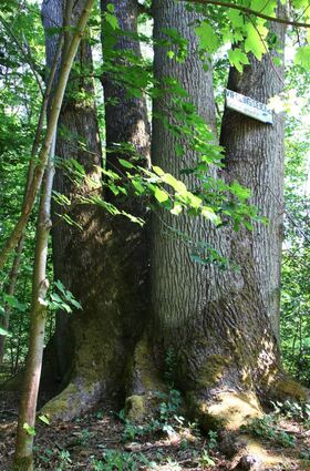Einen seltenen Anblick bietet diese alte, gesunde und kräftige Vierlingseiche. Wie derartige mehrstämmige Bäume entstehen, dafür gibt es verschiedene Erklärungen.