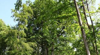 Diese beeindruckende, voll belaubte und gesund wirkende Vierlingseiche steht im Gewann Edelberg im ehemaligen Gemeindewald Stuppach, heute Stadtwald Bad Mergentheim. Ein Spazierweg führt direkt an ihr vorbei.