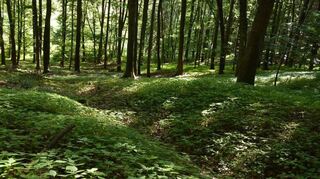 Über diesen alten Hohlweg ging es vom Gewann Brücklein zum Gewann Zollstock. Ganz schön beschwerlich für die alten Holzwagen des Mittelalters.