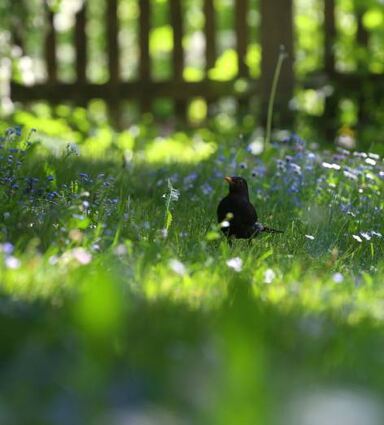 Das Gras im Garten darf ruhig etwas höher wachsen.