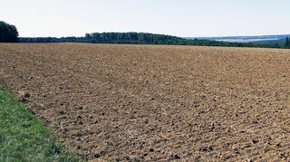 Die gesamte Fläche „Gickelfeld“ ist wegen des hügeligen Profils nicht komplett einzusehen – hier ein Blick in eher südliche Richtung.