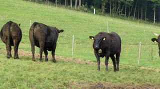 Die Wagyus der Familie Richter stehen vom Frühjahr bis zum Spätherbst auf den verschiedenen Weideflächen im Tauber- und Reubachtal. Den Winter verbringen sie im Offenstall auf der Hofstelle in Wolfsbuch.