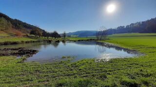 Ganze Arbeit hatte der Biber am Dainbächle geleistet und schon einen ordentlichen See angestaut durch sein Bauwerk – zur Freude einiger Naturfreunde.