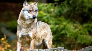 Wenn der in den vergangenen Wochen mehrfach gesichtete Wolf im Neckar-Odenwald-Kreis heimisch werden sollte, könnte im Badischen Odenwald eine entsprechende Förderkulisse eingerichtet werden. Das Bild zeigt einen Wolf im Freigelände des Nationalparks Bayerischer Wald.