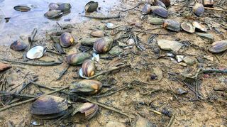 Tausende Muschelschalen säumen das Seeufer bei Herrenzimmern: Die Tiere werden im flachen Bereich leichte Beute von Bisamratten.