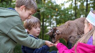 Bad Mergentheimer Freizeiteinrichtungen wie der Wildpark bewerben sich im Landes-Wettbewerb „Familien-Ferien“.