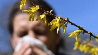 Mit steigenden Temperaturen sind wieder mehr Pollen in der Luft unterwegs.
