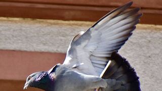 Eine Taube im Landeanflug auf ein Gebäude am Tauberbischofsheimer Marktplatz.