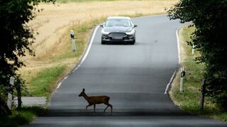 Achtung Reh! Jetzt schön langsam fahren und mit Nachzüglern im Wildwechsel rechnen.