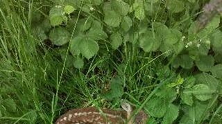 Das kleine Rehkitz wartet auf seine Mutter. Scheinbar hilflose Jungtiere oder auch verletzte Tiere sollte man nicht einfach mitnehmen, sondern einen Jagdexperten informieren.
