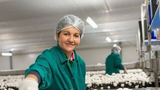 Ein Blick in die Champignon-Produktion eines bereits bestehenden Pilzland-Werks.