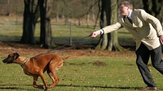 Wenn der Hund bestimmt, wo’s lang geht, läuft in der Mensch-Tier-Beziehung etwas schief.