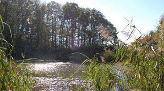 Der See bei Gerchsheim schimmert im Sonnenlicht.