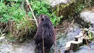 Ein ausgewachsener Biber streift am helllichten Tag im Ölbach mitten durch den Tauberbischofsheimer Stadtteil Dittwar.