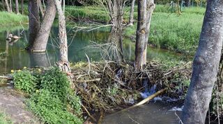 Dieser Biberdamm staut den Balbach nahe Unterbalbach auf. Es ist einer von gut einem halben Dutzend auf wenigen hundert Metern.