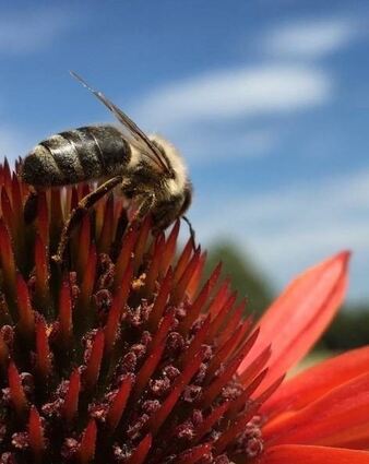 Eine Biene sammelt Nektar an einer Sonnenhut-Blüte.