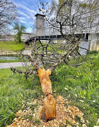 Ganze Arbeit geleistet hat ein Biber an diesem Obstbaum in Tauberbischofsheim. Die Mehrheit der Teilnehmer an einer FN-Facebook-Umfrage votiert dafür, den Nager stärker in die Schranken zu weisen, weil er überhandnimmt.