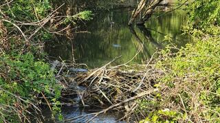 Am Bach bei Oberbalbach ist der Biber ebenfalls aktiv.