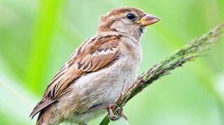 Der Haussperling landete bei der Zählung zur Stunde der Gartenvögel im Neckar-Odenwald-Kreis auf Platz Eins.