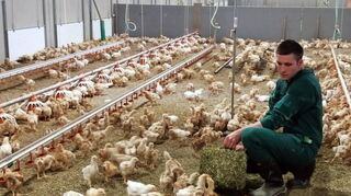 Mit der Hähnchenmast hat sich Matthias Leuser ein weiteres Standbein geschaffen, das ihn und seine Familie voller Optimismus in die Zukunft blicken lässt.