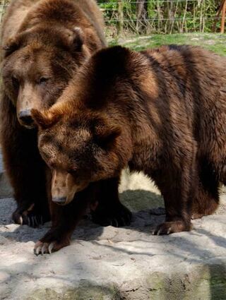 Der Wildpark zählt zu den artenreichsten Tierparks in Europa.