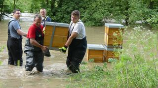 Die Freiwillige Feuerwehr Bad Mergentheim und das Ordnungsamt der Stadt retteten am Freitag in letzter Minute über 30 Bienenvölker vor dem Hochwasser.