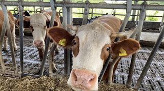 Landwirtschaftliche Familienbetriebe soll mit den verschiedenen Förderprogrammen des Landes unterstützt werden. Die Finanzierung wird über die Gemeinsame Europäische Agrarpolitik (GAP) sichergestellt.